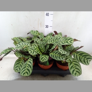 Ctenanthe burle-marxii