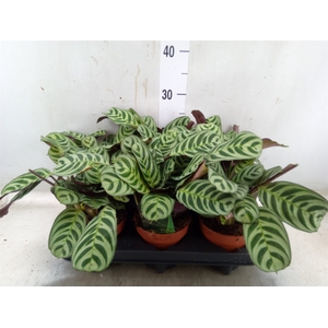 Ctenanthe burle-marxii