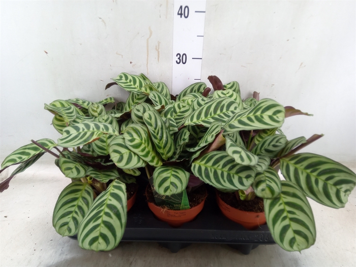 <h4>Ctenanthe burle-marxii</h4>
