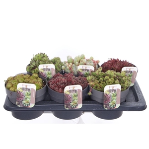 Sempervivum gemengd