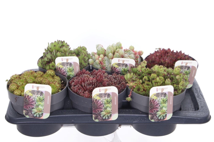 <h4>Sempervivum gemengd</h4>
