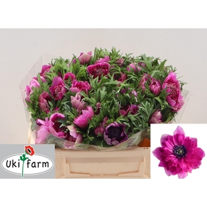 ANEM CO LEVAN FUCSIA