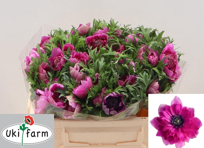 <h4>ANEM CO LEVAN FUCSIA</h4>