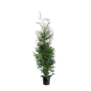 Thuja occidentalis 'Brabant' (zonder etiket)