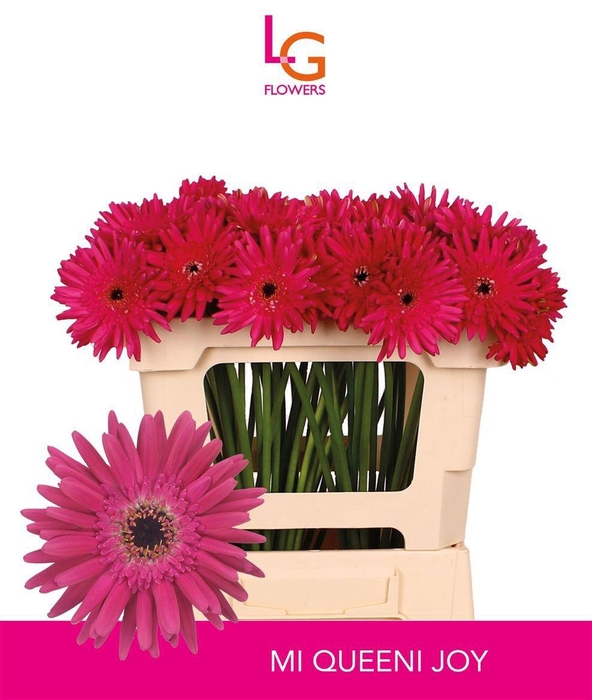 <h4>Germini Queeni Joy Water x60</h4>