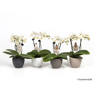 PHALAENOPSIS-HYBRID p6