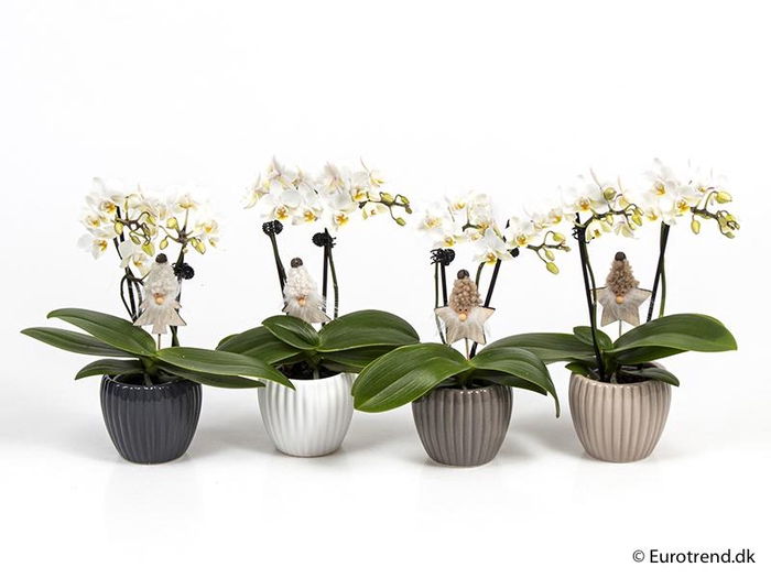 <h4>PHALAENOPSIS-HYBRID p6</h4>