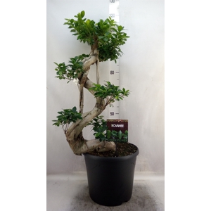 Ficus microcarpa 'Ginseng'