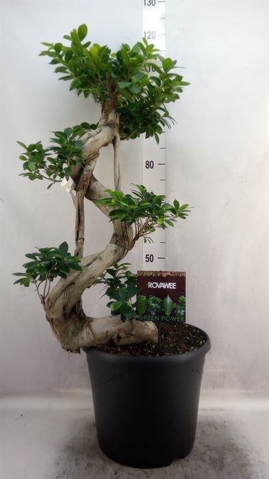 <h4>Ficus microcarpa 'Ginseng'</h4>