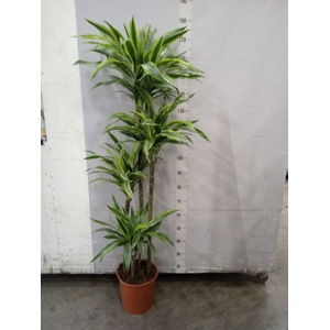 Dracaena fr de 'LemonLime'