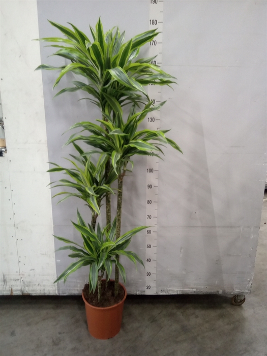 <h4>Dracaena fr de 'LemonLime'</h4>