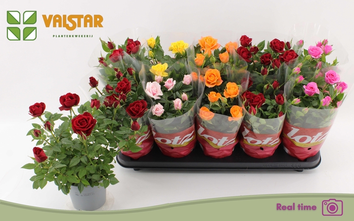 <h4>RO LOTZ OF GEM 6 KL</h4>