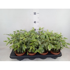 Ficus benja. 'Kinky'