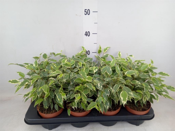 <h4>Ficus benja. 'Kinky'</h4>