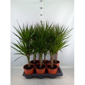 Dracaena marg.