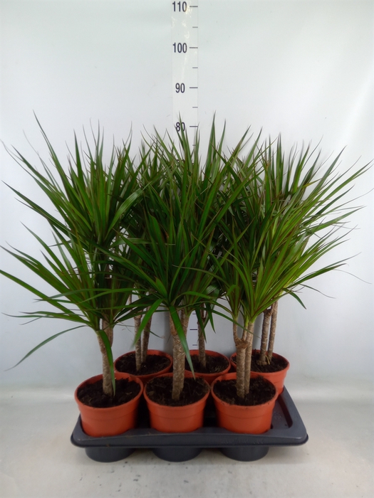 <h4>Dracaena marg.</h4>