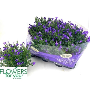 Campanula port Ocean 11Ø 22cm