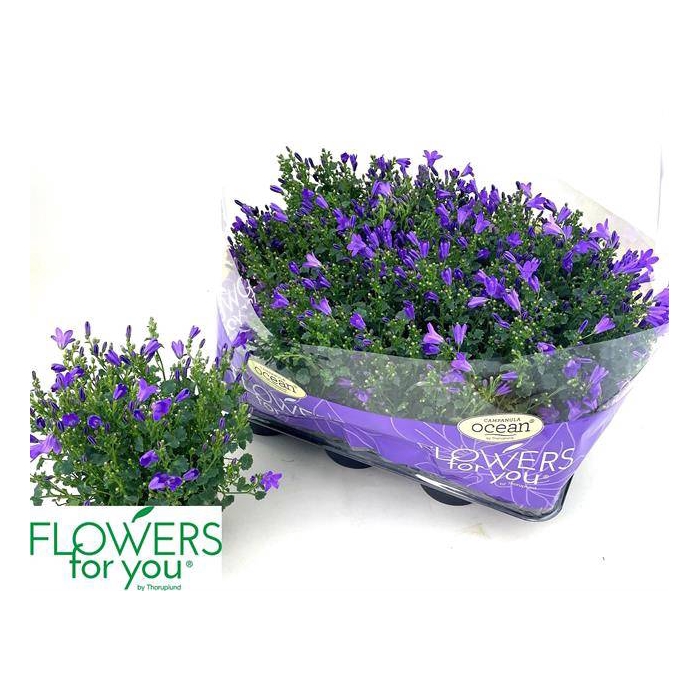 <h4>Campanula port Ocean 11Ø 22cm</h4>