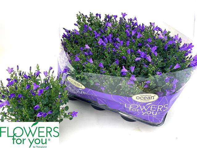 Campanula port Ocean 11Ø 22cm