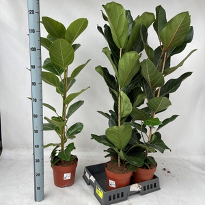 FICUS OV