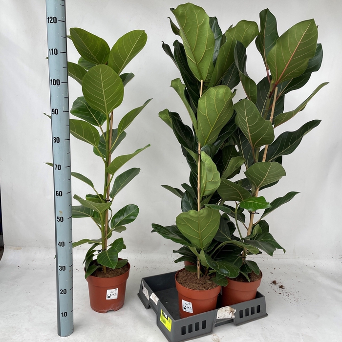 <h4>FICUS OV</h4>
