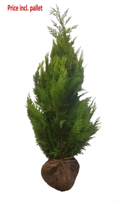 <h4>Chamaecyparis law. Ivonne, plantmaat 120-140 cm - Rondgestoken - KLUIT</h4>