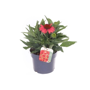 Echinacea purp. Sombrero Red