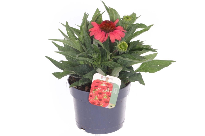 <h4>Echinacea purp. Sombrero Red</h4>