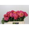 Dahlia Barbados