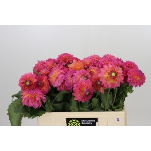 Dahlia Barbados