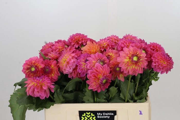 <h4>Dahlia Barbados</h4>