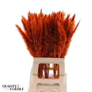 Corta Selloan Klb Oranje 70 Cm