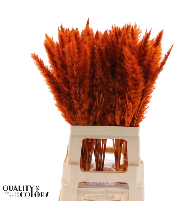 <h4>Corta Selloan Klb Oranje 70 Cm</h4>