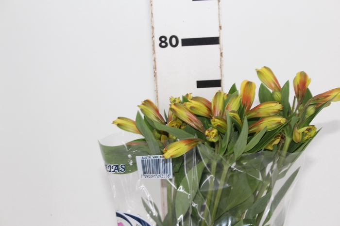 <h4>ALSTROEMERIA SENNA 080 CM</h4>