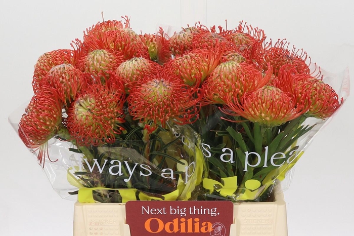 <h4>Nutans Succession</h4>