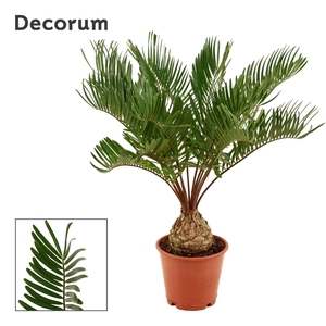 Zamia Floridiana 12 cm (Decorum)