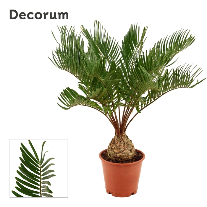 <h4>Zamia Floridiana 12 cm (Decorum)</h4>