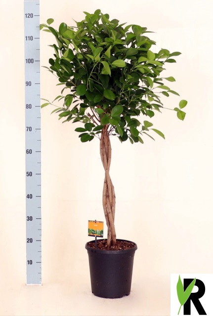 Ficus Microcapra Moclame 23Ø 110cm 4pp