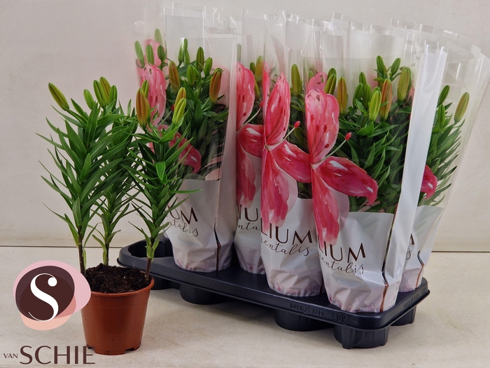 <h4>LIL AS MATRIX</h4>