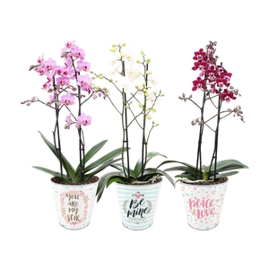 Phal. Multi 2-tak mix in BGC934 zink pot love