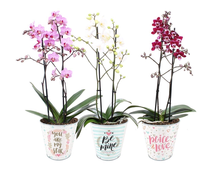 <h4>Phal. Multi 2-tak mix in BGC934 zink pot love</h4>