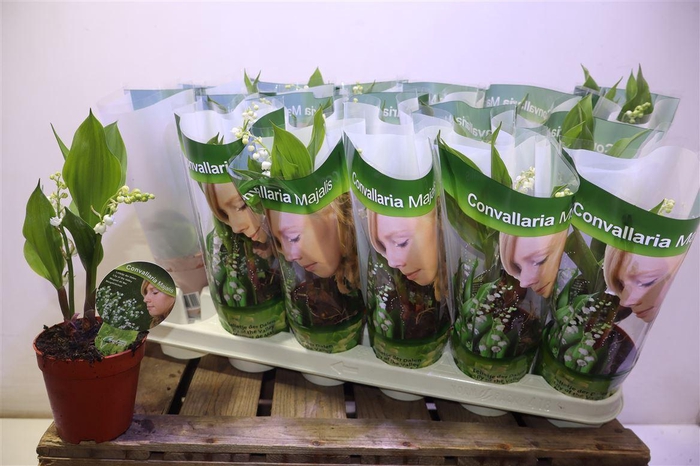 <h4>Convallaria Majalis</h4>