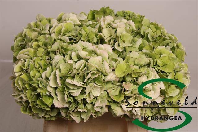 <h4>HYDR M CH VERENA CL</h4>