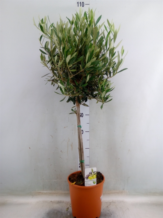 <h4>Olea europaea</h4>