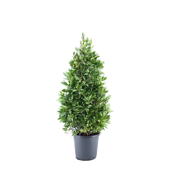 <h4>Laurus nobilis Piramide</h4>