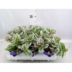 Tradescantia   ...