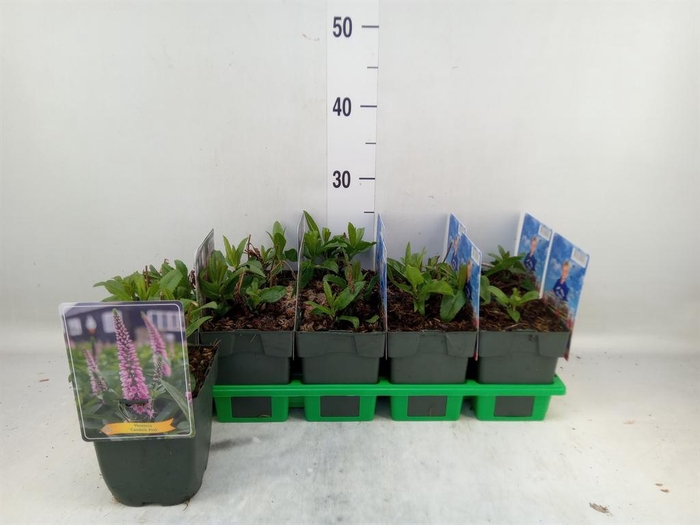 <h4>Veronica   ...</h4>