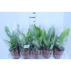 ASPLENIUM CROCODILO P12