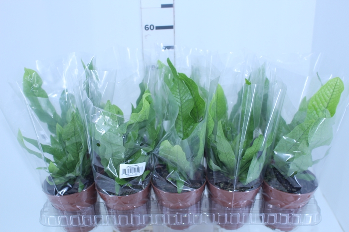 ASPLENIUM CROCODILO P12