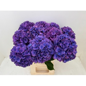 Hydrangea Dazzling Dazz